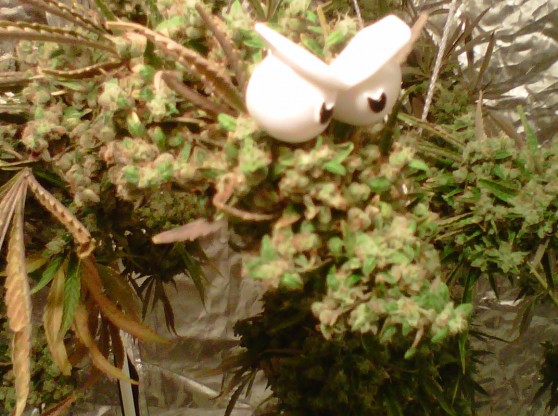  Marijuana Summer Jobs