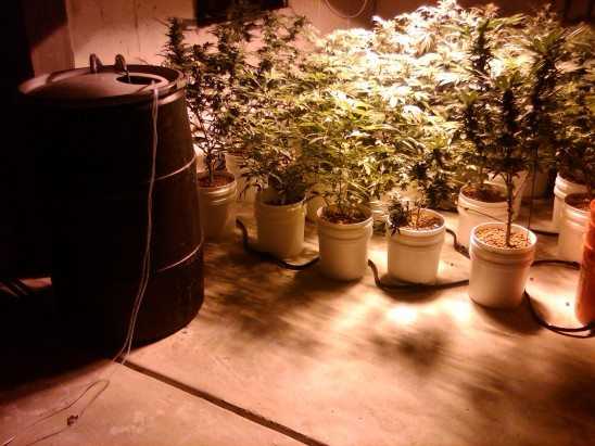 Hydroponic System Weed