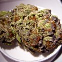 Top Shelf Medical Marijuana: OG Kush, Blueberry, Purple Kush, Sour Diesel and white widow available.