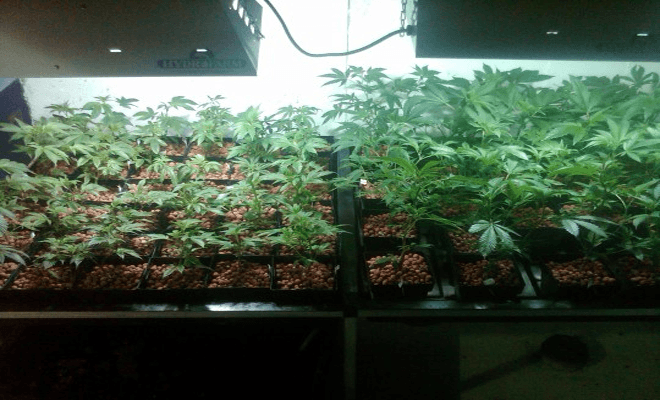 homemade marijuana hydroponic systems