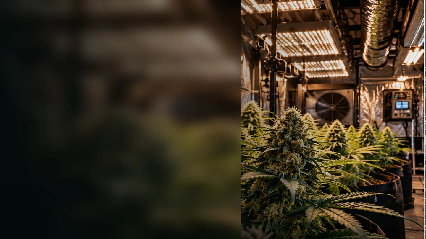 Grow Room Setup: cannabis cultivation guide