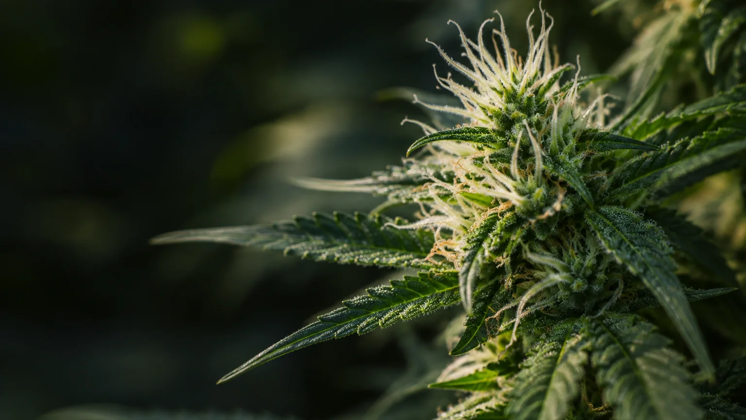 Editorial close-up of a flowering female cannabis plant showing pale stigmas and textured green floral bracts