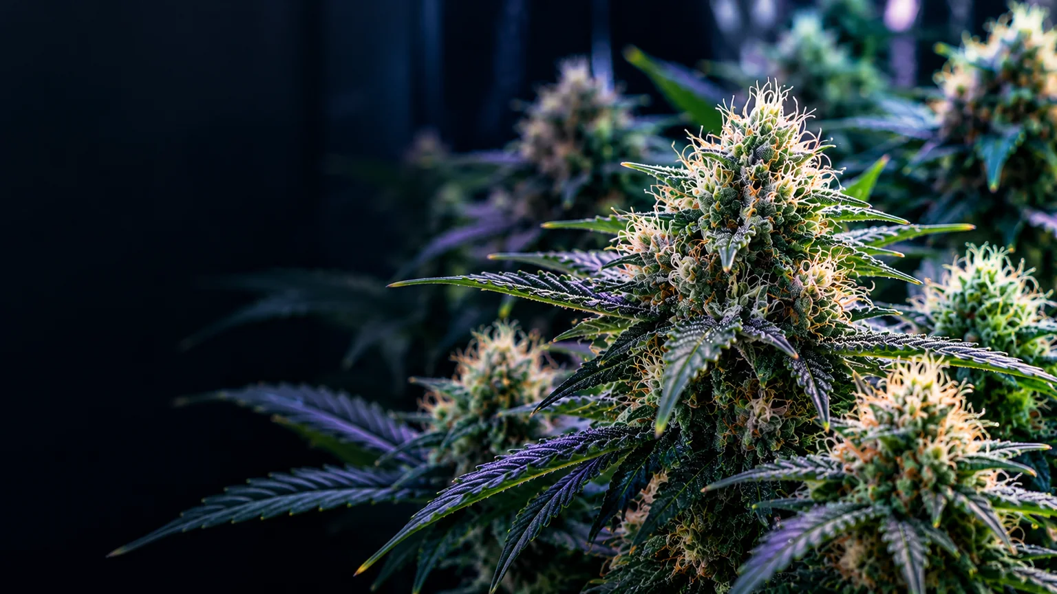 Frosty cannabis buds with pale and amber pistils beneath moody blue-purple indoor grow lighting
