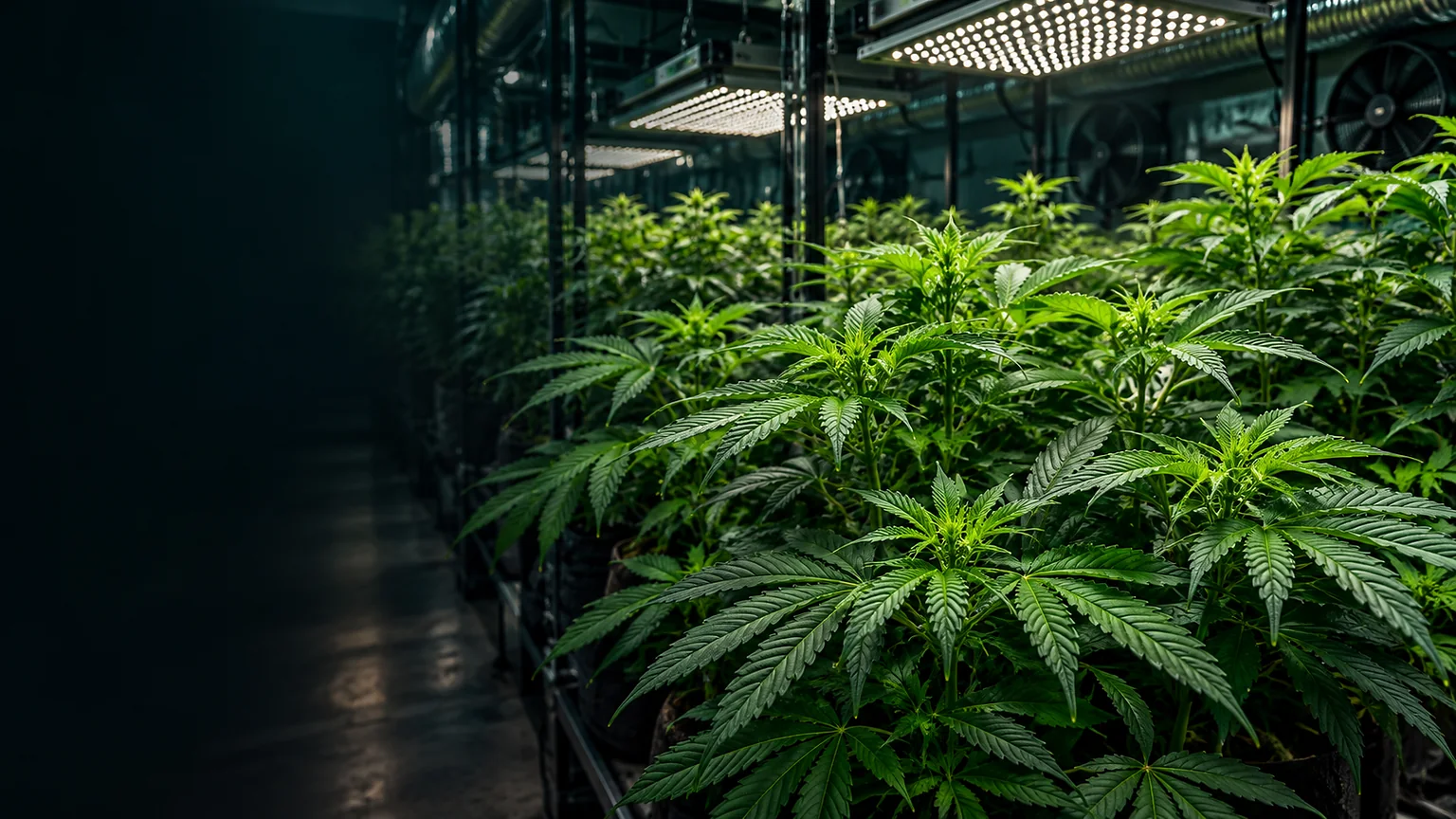 Healthy cannabis plants in vegetative growth beneath overhead LED fixtures in a dark indoor grow room