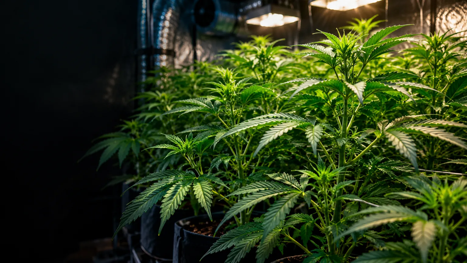 Mature vegetative cannabis canopy with expanding lateral branches under overhead grow lights