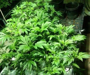 marijuana plants grow room hydro