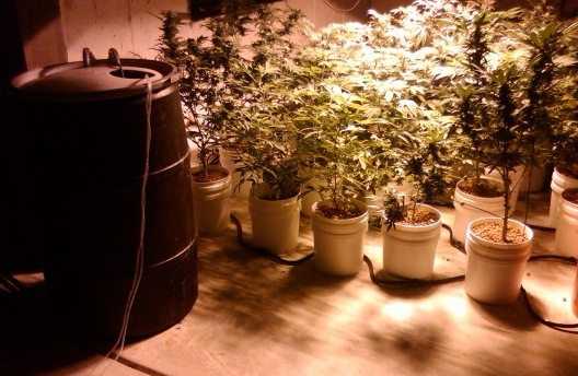 Marijuana Grow room indoor hydroponics