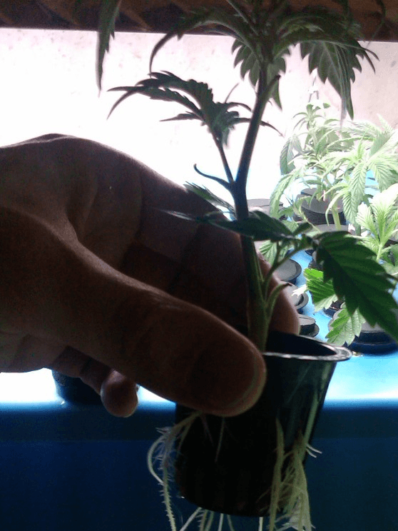 rooted clones