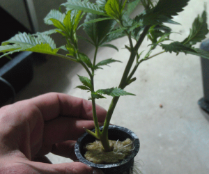 flowering clones for buds growing marijuana