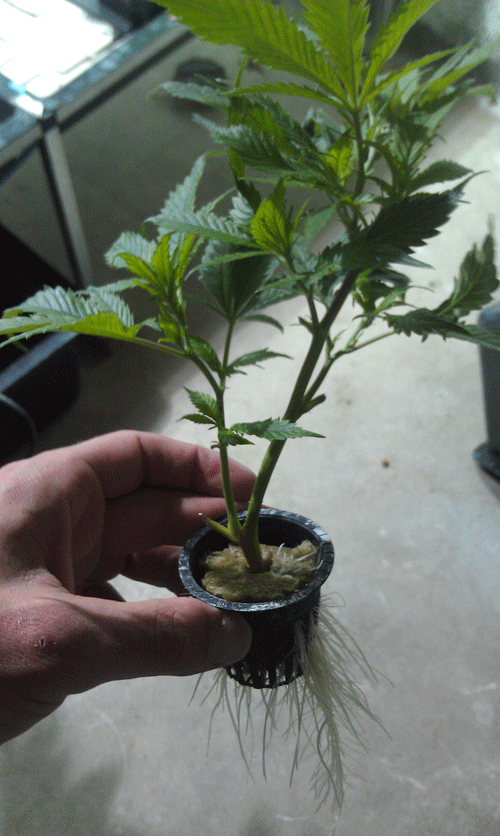 flowering clones for buds growing marijuana