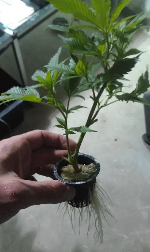 Cloning Cannabis