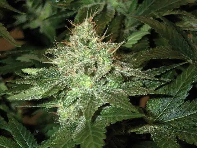 Afghan #1