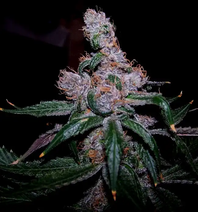 Blueberry Indica