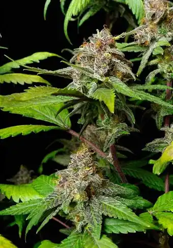 Cocoa Kush