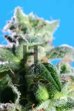 F 13 sativa
