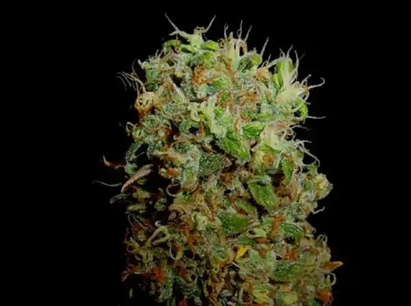 Kahuna Indica