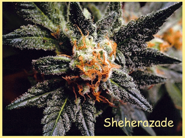 Sheherazade sativa indica strain