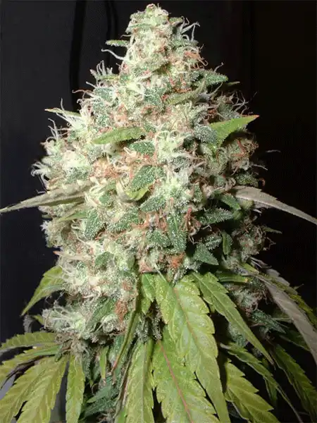 AK-47