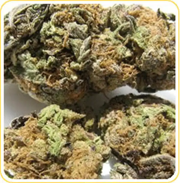 Ambrosia Sativa