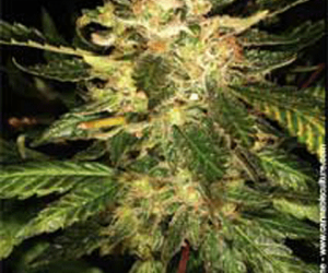 atomic haze bud plant