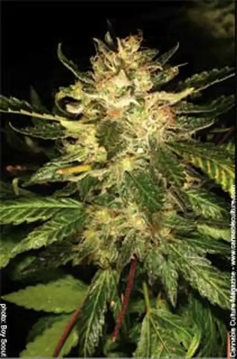 Atomic Haze