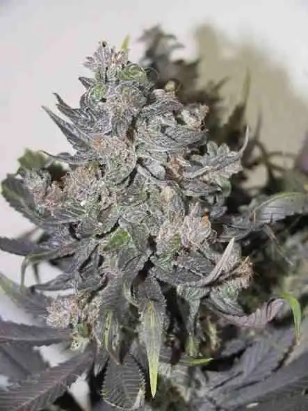 Big Blue Indica