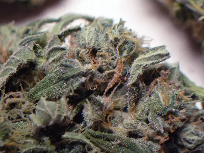 Blueberry Northern Lights