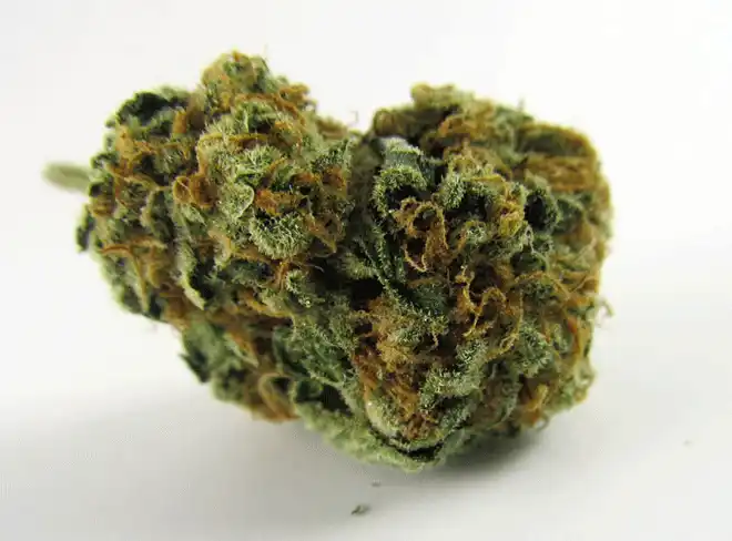 Blueberry x Hawaiian