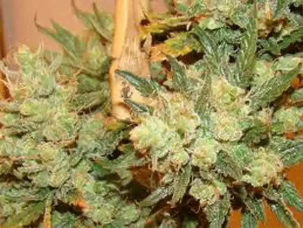 Bubble Gum Sativa