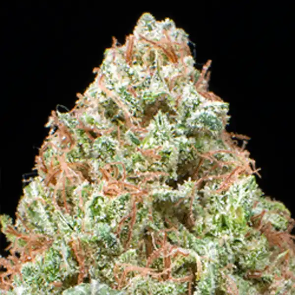 Bubbleberry Indica
