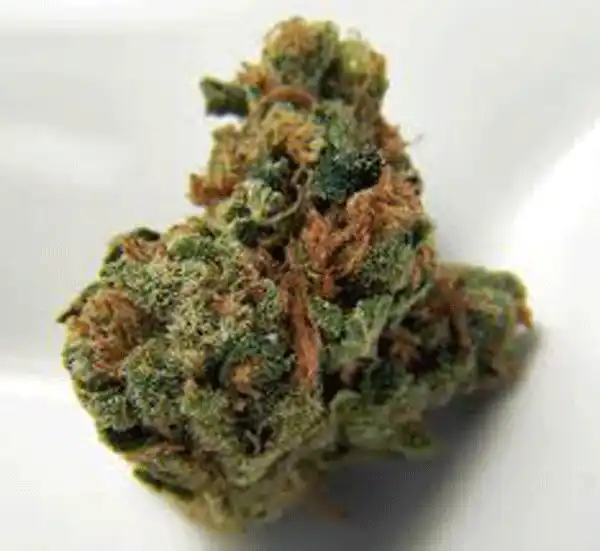 Buddhas Sister