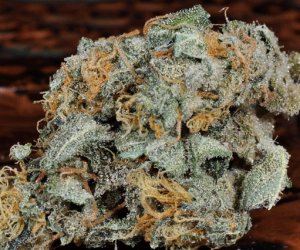 chocolate chunk indica bud plant