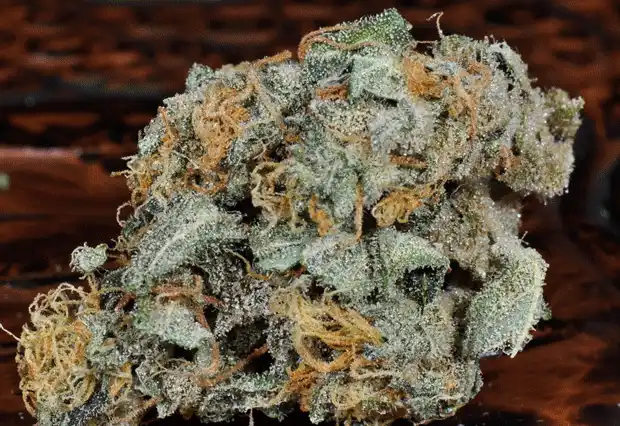 Chocolate Chunk Indica