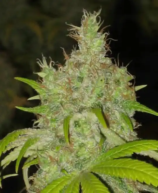 Chronic Indica