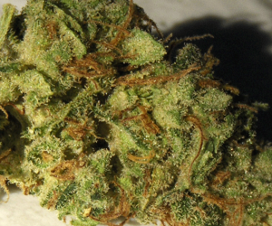 durban poison sativa bud plant
