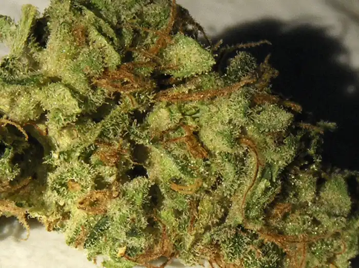 Durban Poison