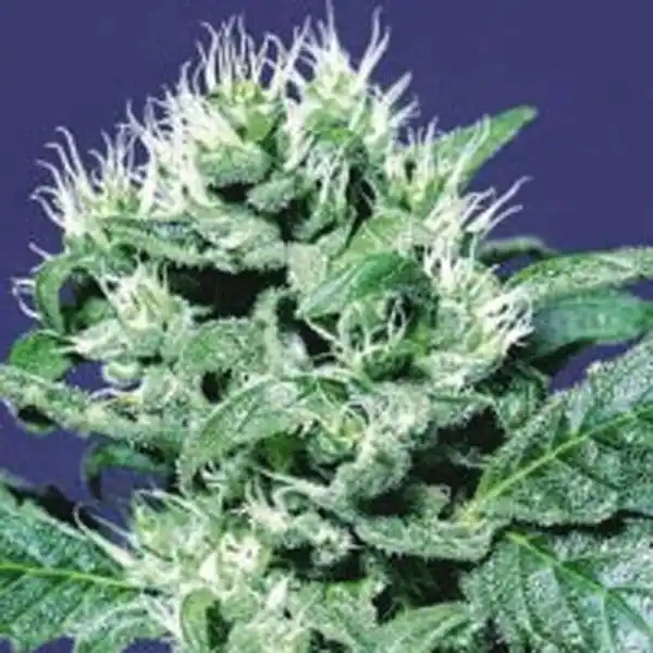 Durga Mata Indica