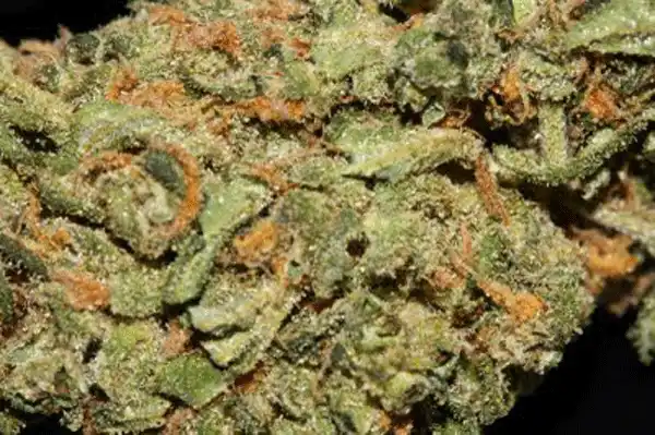 Early Girl Indica
