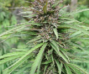 early sativa bud plant