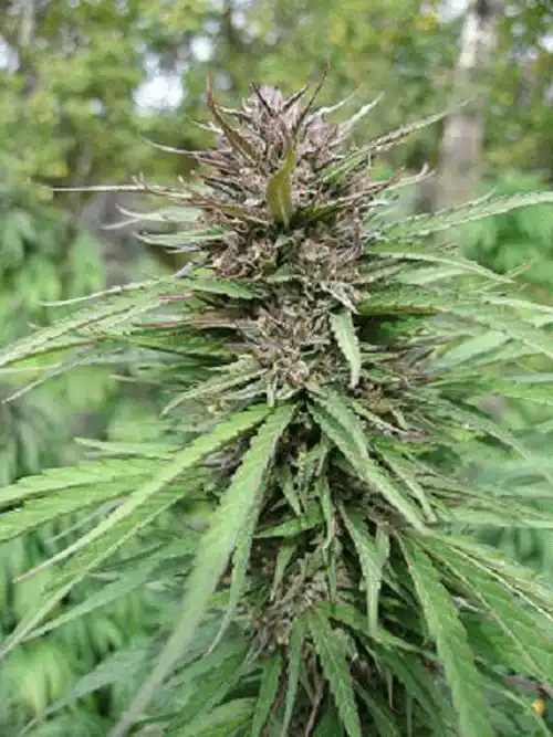 Early Sativa