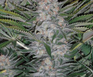 fast poison sativa bud plant