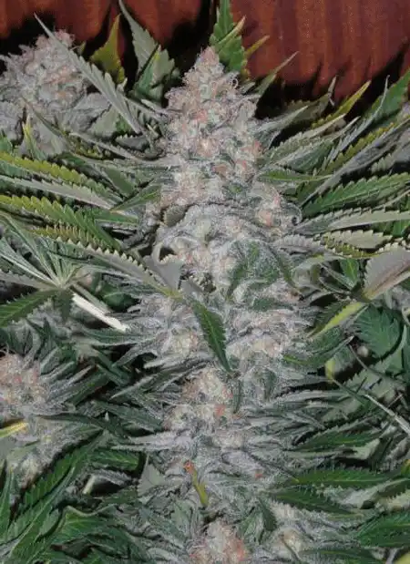 Fast Poison Sativa