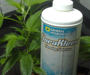 flush marijuana buds cannabis plants hydroponic chemical nutrient flushing