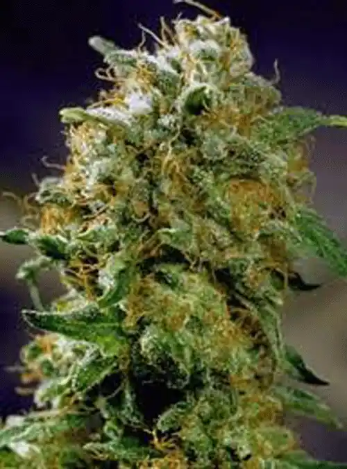 Fruity Juice Indica