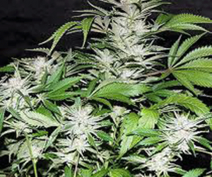 great white shark sativa bud