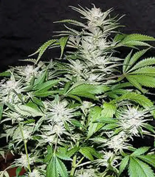 Great White Shark