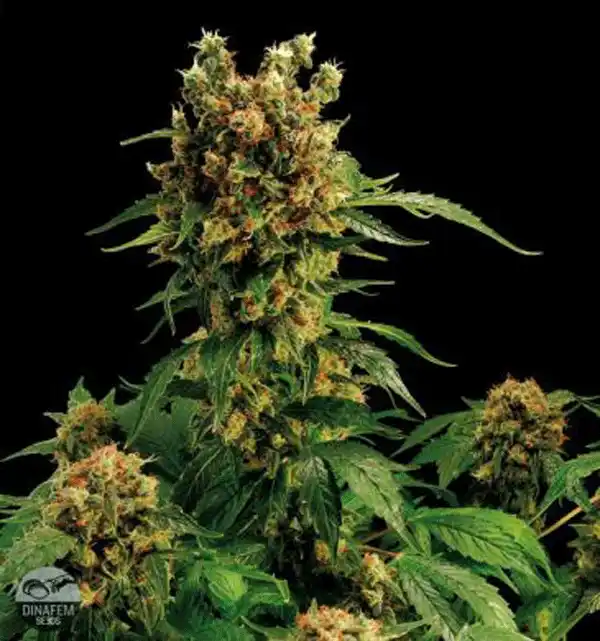 Hash Plant Indica