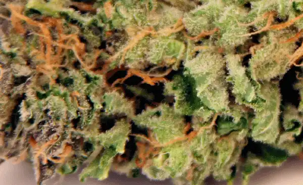 Hawaiian Snow