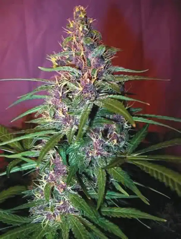 Holland's Hope Indica
