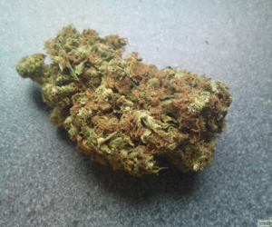 madame poison sativa